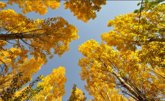 屏幕快照 2020-06-05 10.17.03.png