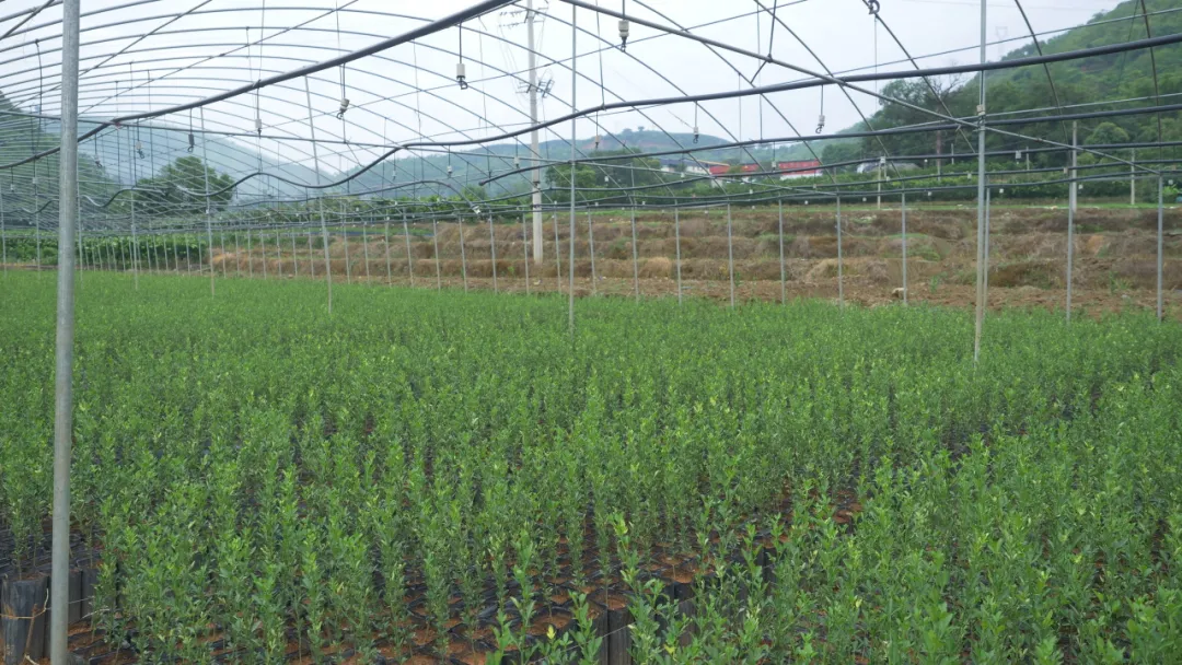 从哀牢山到全国银奖,这就是他的“橙”功故事! 第 7 张 从哀牢山到全国银奖,这就是他的“橙”功故事! 第 7 张