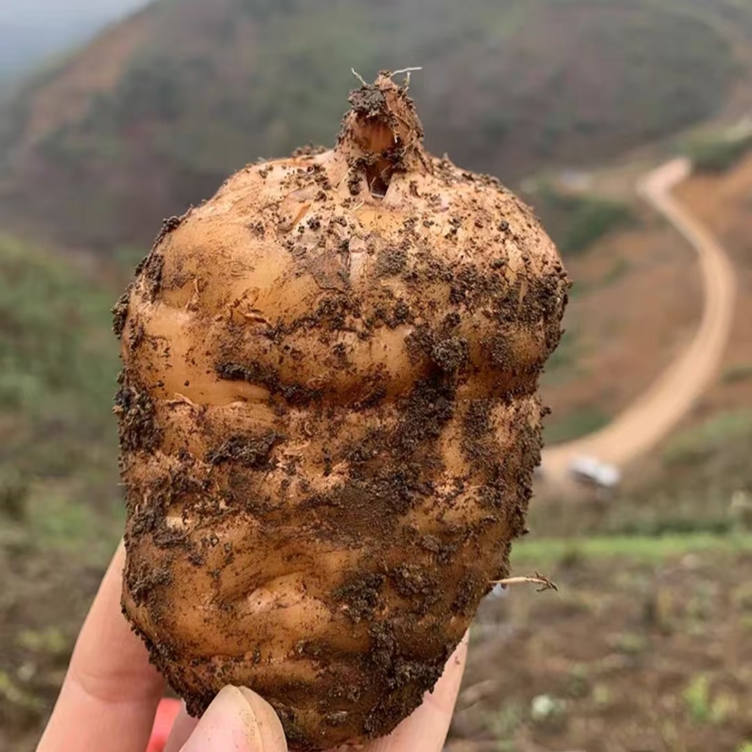 经管学子研发天麻新品种,还让农户年增收7万! 第 2 张 经管学子研发天麻新品种,还让农户年增收7万! 第 2 张