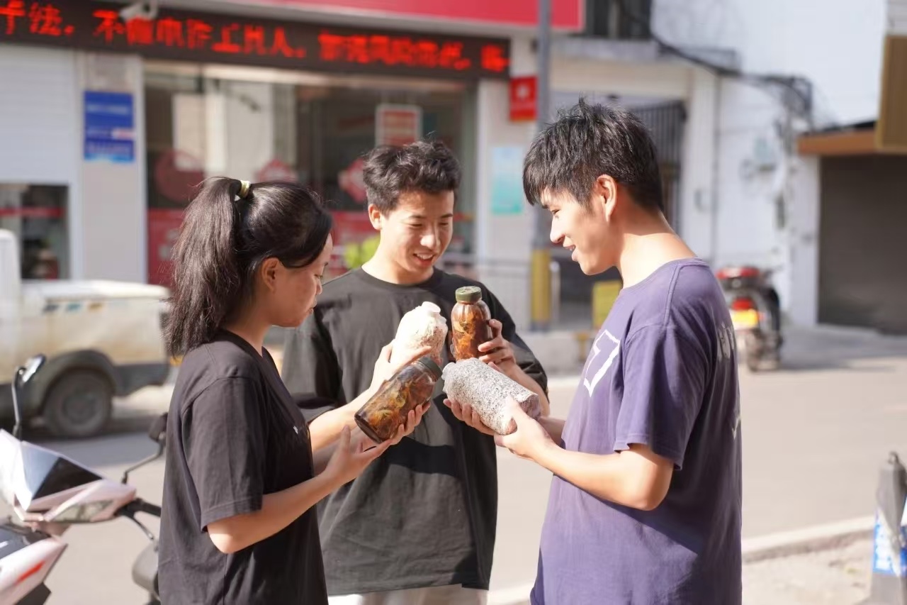经管学子研发天麻新品种,还让农户年增收7万! 第 9 张 经管学子研发天麻新品种,还让农户年增收7万! 第 9 张
